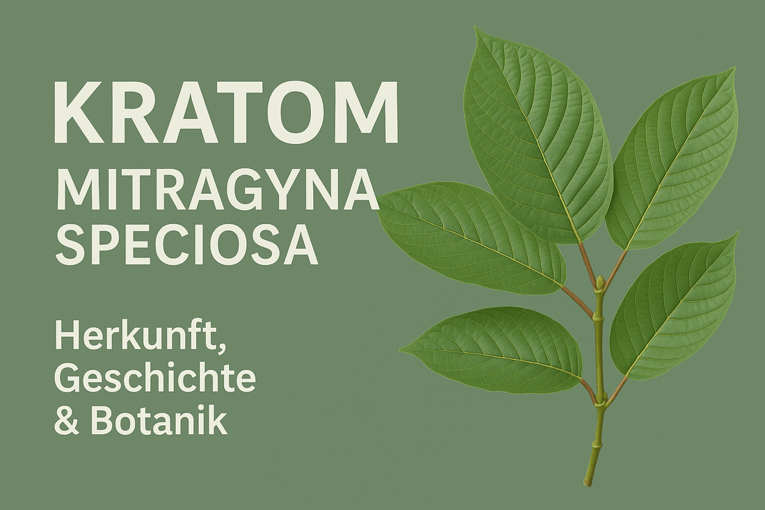 Kratom: Herkunft, Geschichte und Botanik einer faszinierenden Pflanze - Mein-Kratom